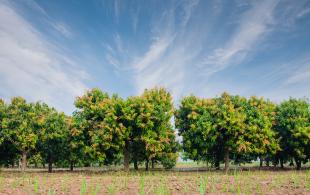 Mango farm