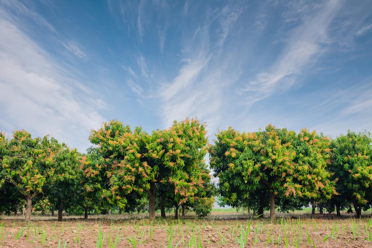 Mango farm