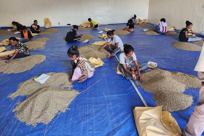 Women sorting coffee beans